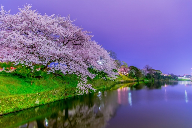 大濠公園　桜